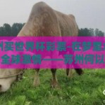 苏州买世界杯彩票-在梦里水乡体验全球激情——苏州何以成为世界杯彩票的温柔乡