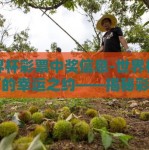 世界杯彩票中奖信息-世界杯盛宴下的幸运之约——揭秘彩票中奖信息揭秘的趣味与风险